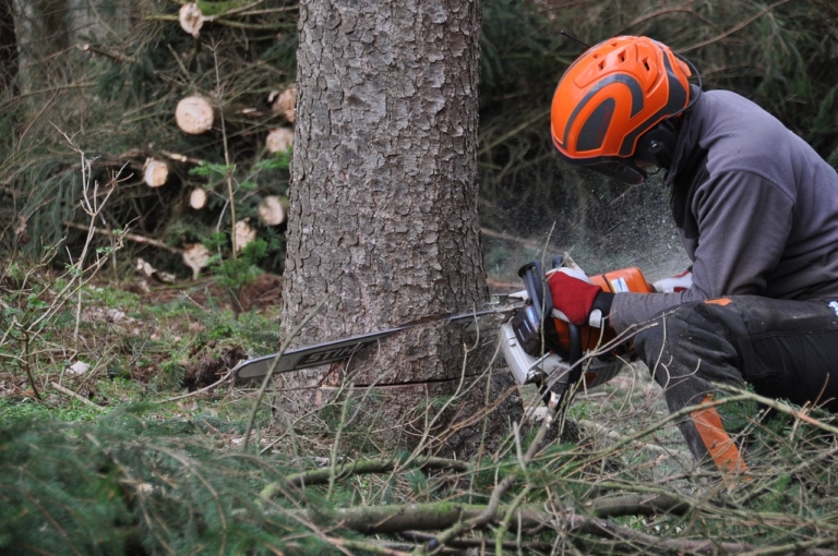 Baum fällen aber richtig Genehmigung, Anleitung & Sicherheit