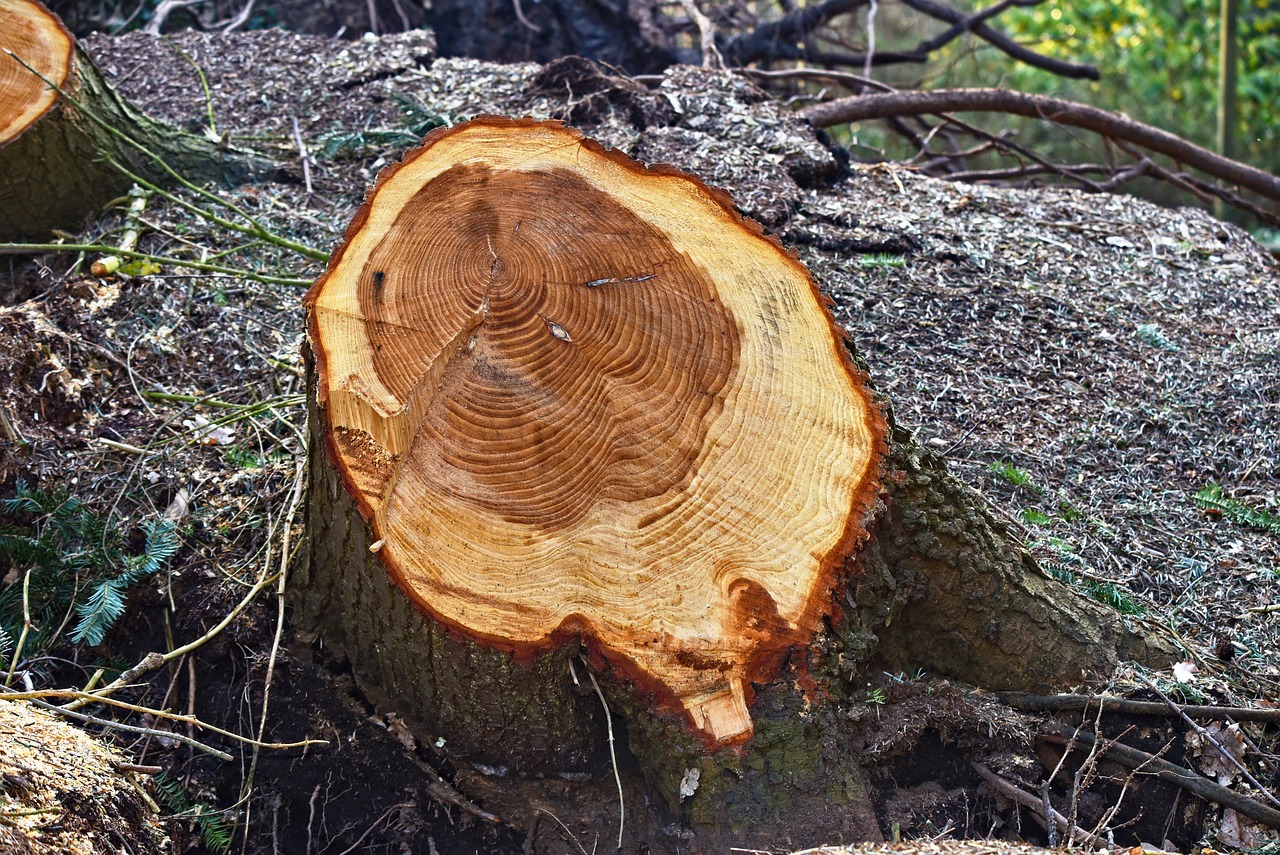 Baum fällen aber richtig Genehmigung, Anleitung & Sicherheit