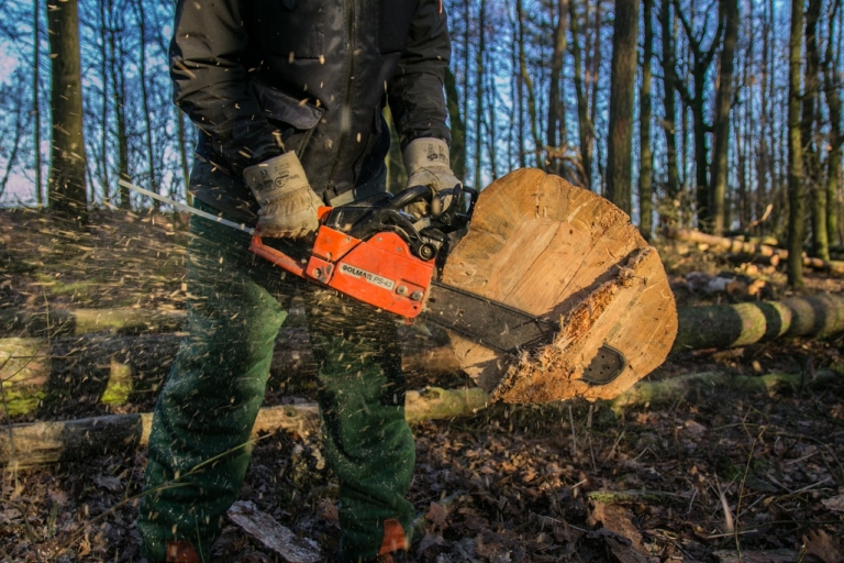 Baum fällen aber richtig Genehmigung, Anleitung & Sicherheit